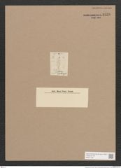 Gomphonema sp. (de-Toni-Nr.: Genus 37) Zeichnungen Sammlung Grunow Nr. 3538 (NHMW-BOT-W0371108)